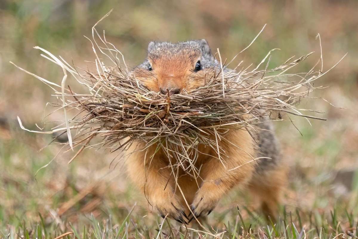 Columbian Ground Squirrel